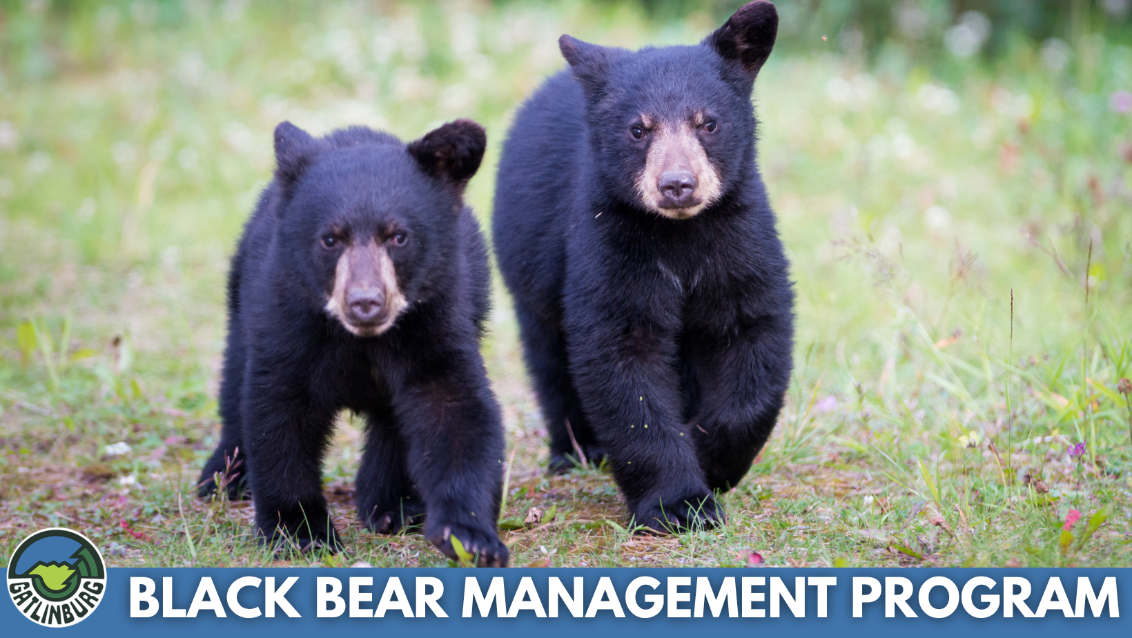 Black Bear Management Program