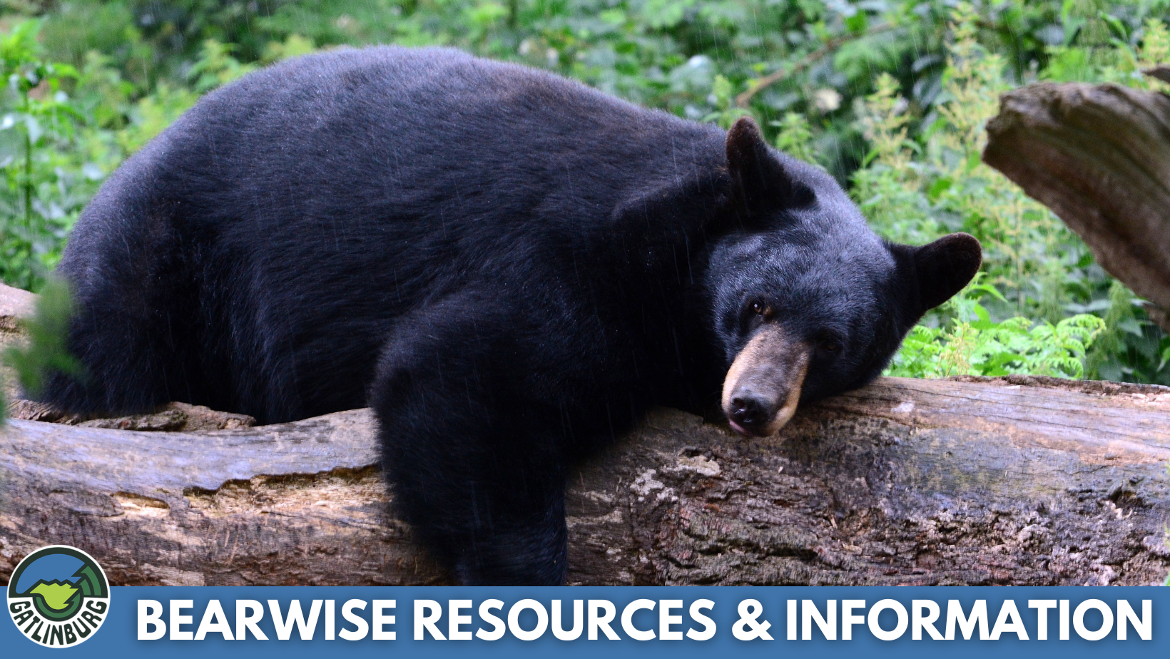 BearWise Resources