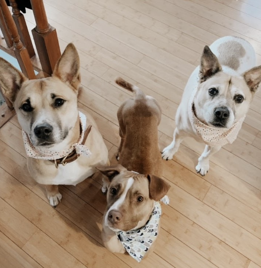 Three dogs