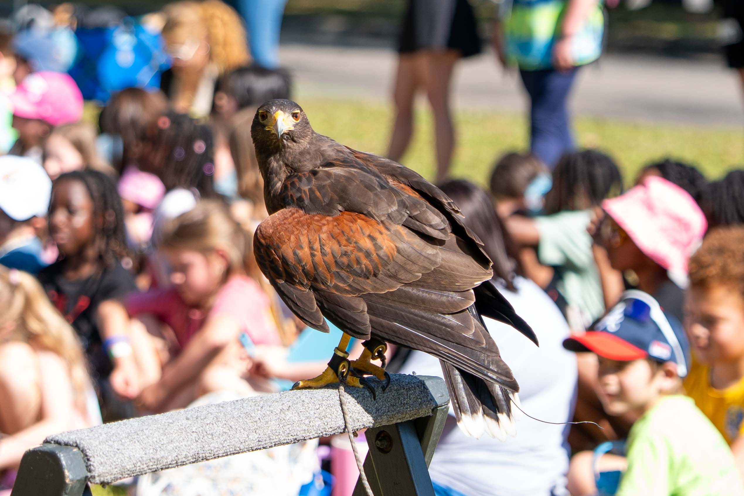 A hawk perched on a railing, with a crowd of people in the background, including children.