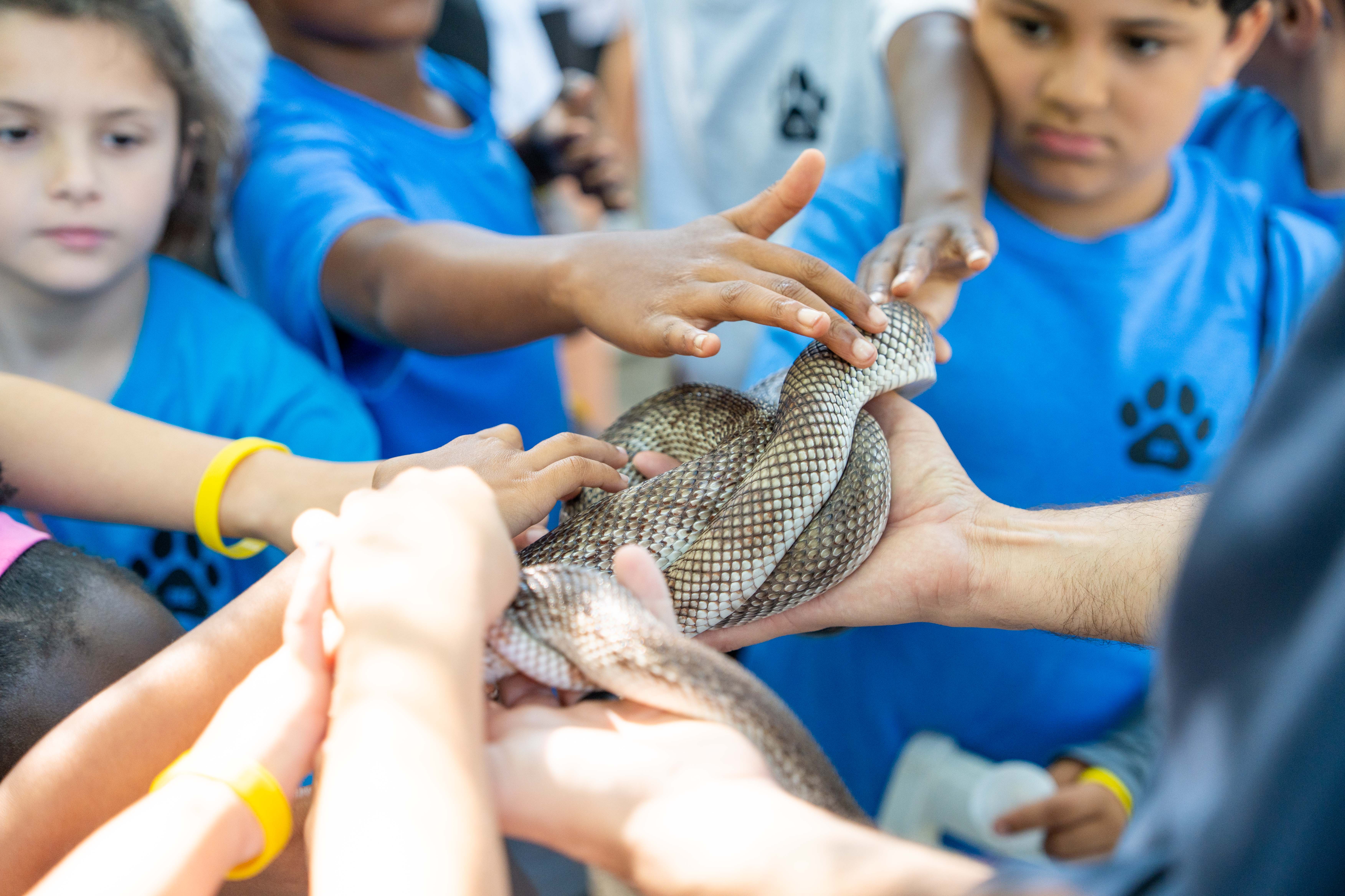 Kids in blue shirts holding a snake. Some wear yellow bracelets. A person in black holds the snake's tail.