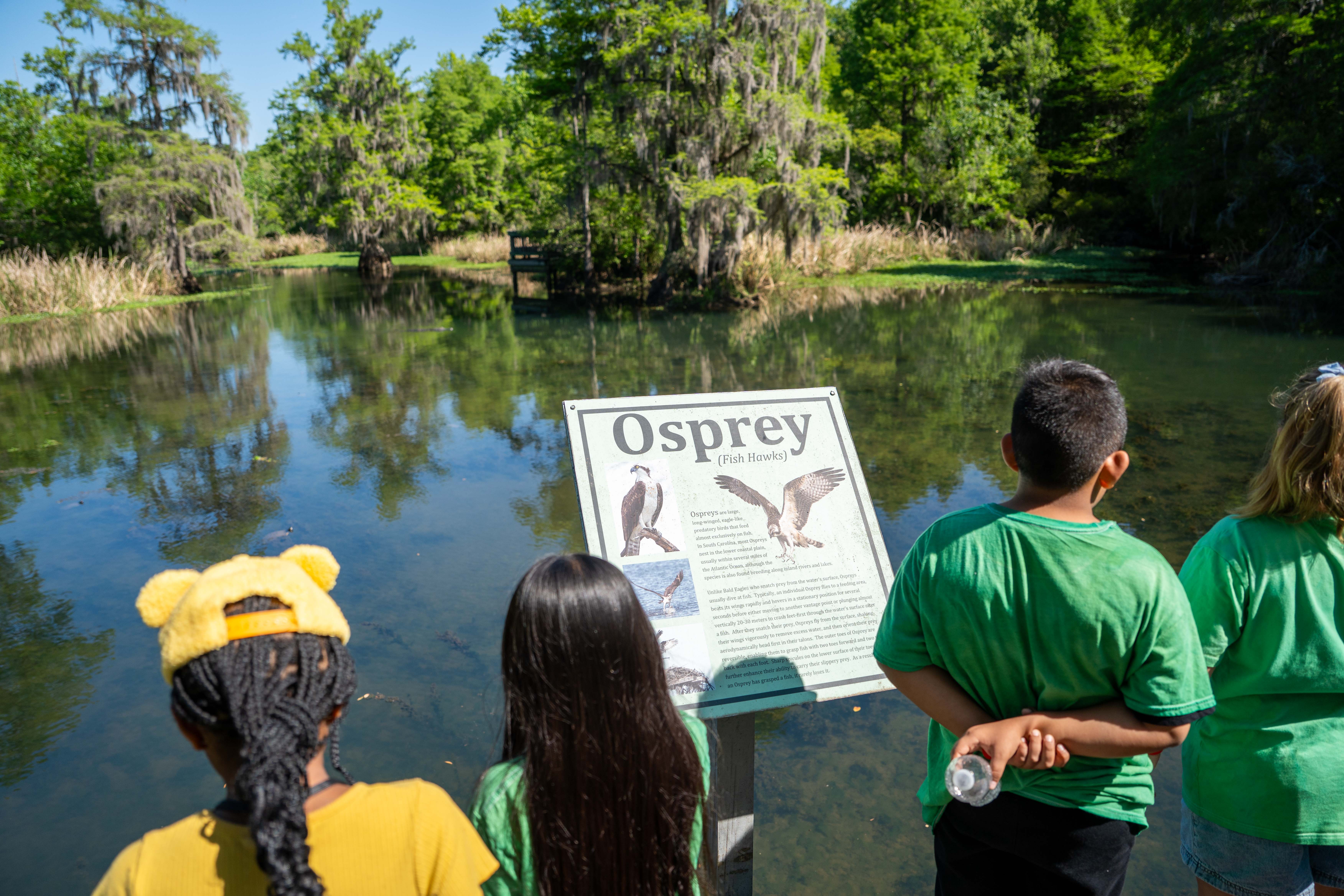 Four children in green shirts examine an outdoor information board about ospreys by a pond.