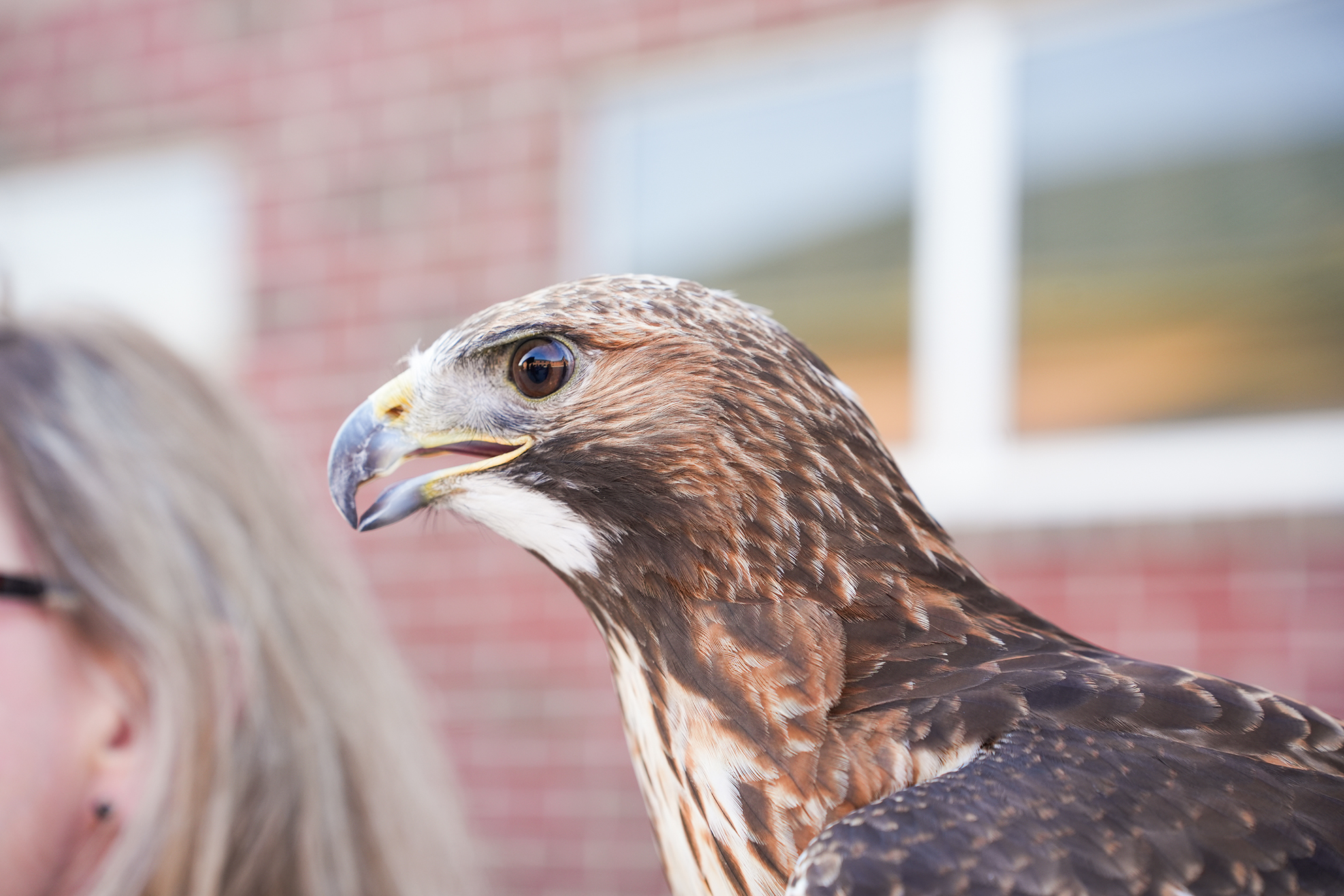 A hawk, with brown and white feathers, is perched on a person's arm. They stand in front of a brick wall with windows.