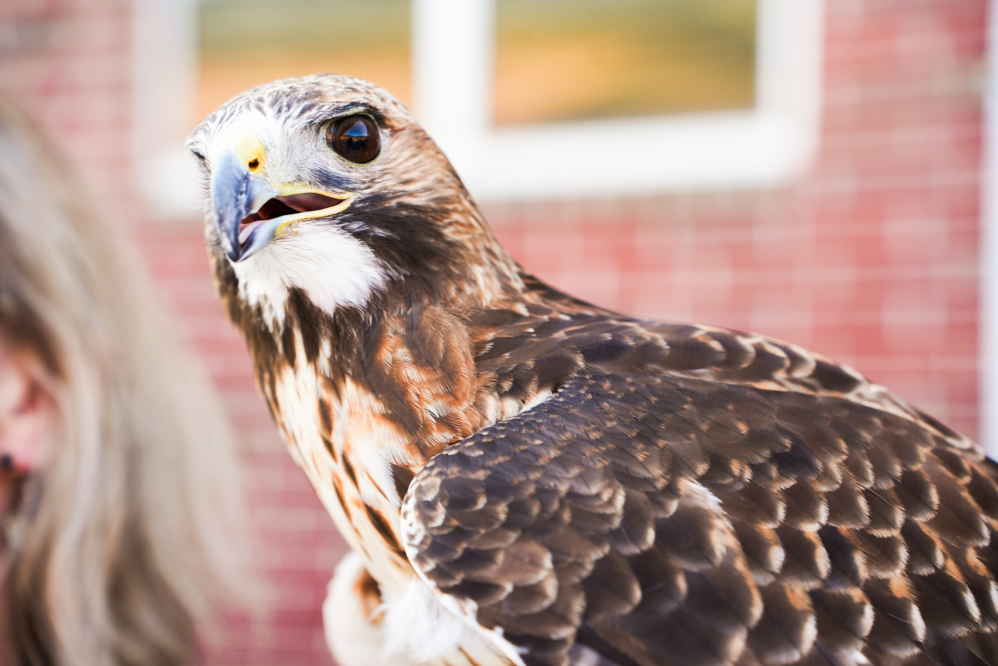 A hawk with a white chest and brown wings perched on someone's arm. Behind the hawk, a red brick wall.