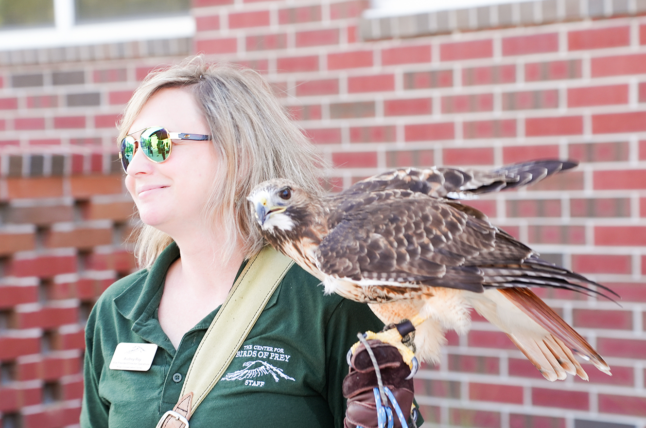 A woman with sunglasses and a green shirt is standing. She is holding a hawk. Behind her, there is a red brick wall.