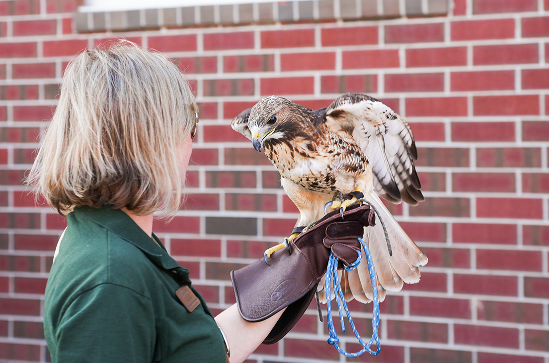 A person in a green shirt holds a hawk on their gloved hand in front of a red brick wall.