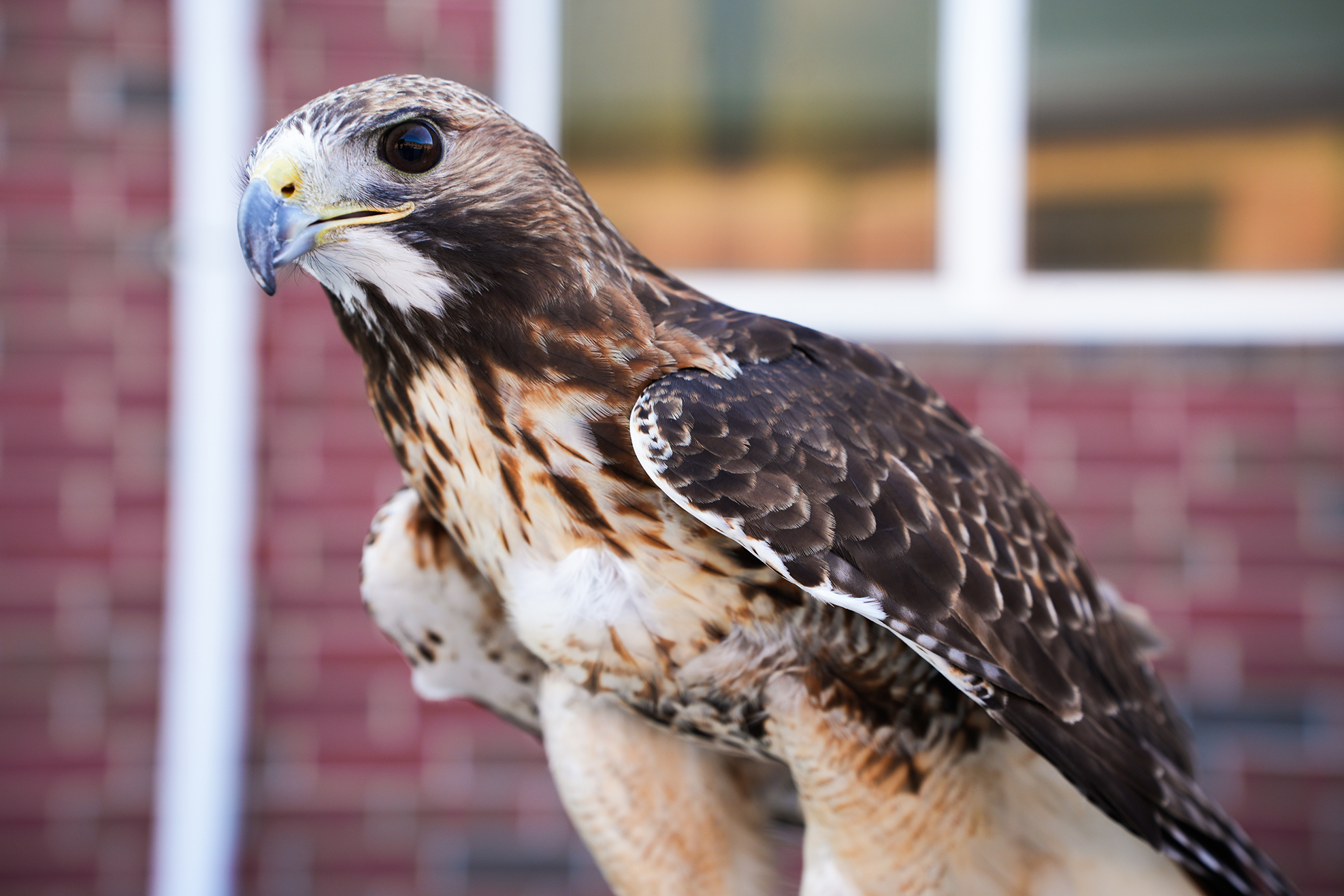 A close-up of a bird of prey with brown and white feathers, perched against a red brick wall.