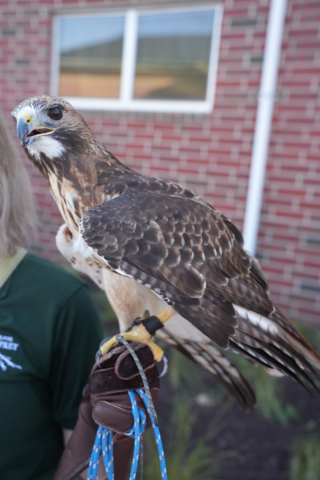 A red-tailed hawk perched on a gloved hand. Behind, a person in green holds it. Background shows a brick building with a window.