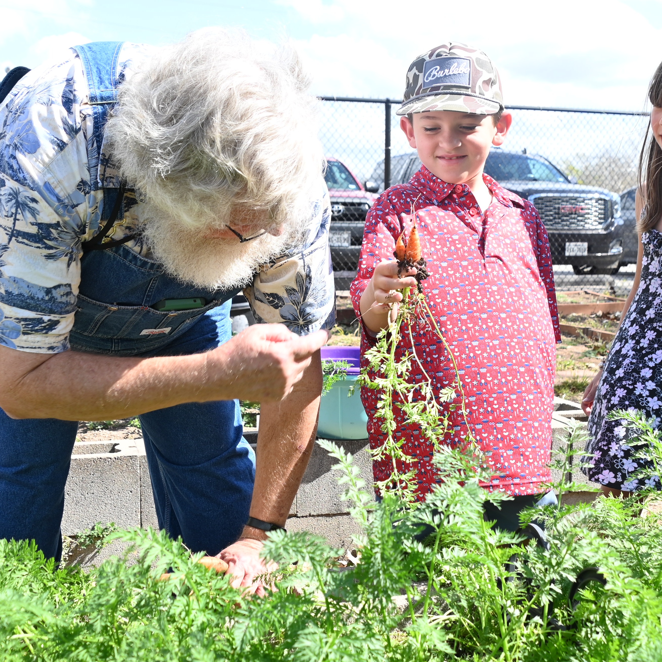 student pulling carrots in the garden