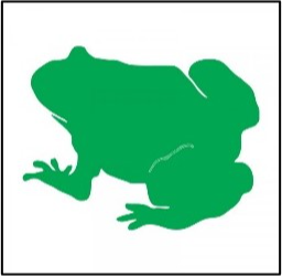 Frog Photo