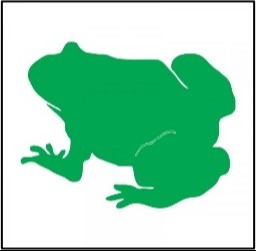 Frog  Picture