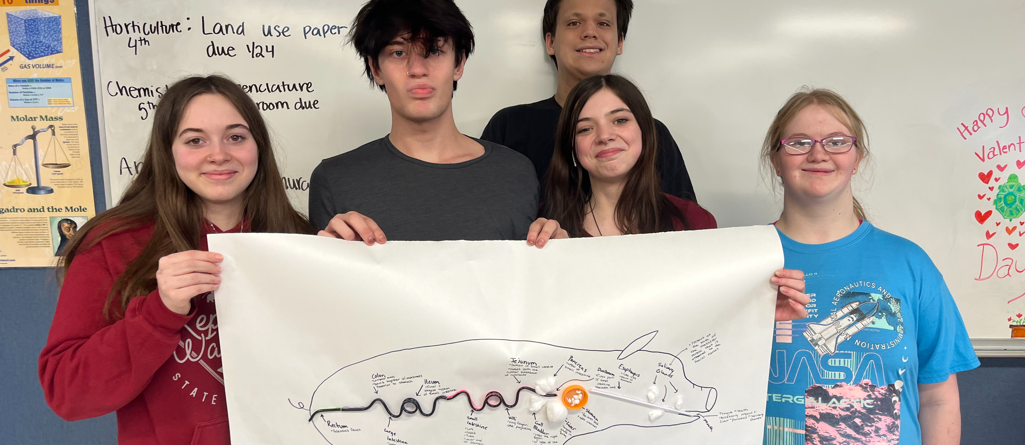 animal digestion model