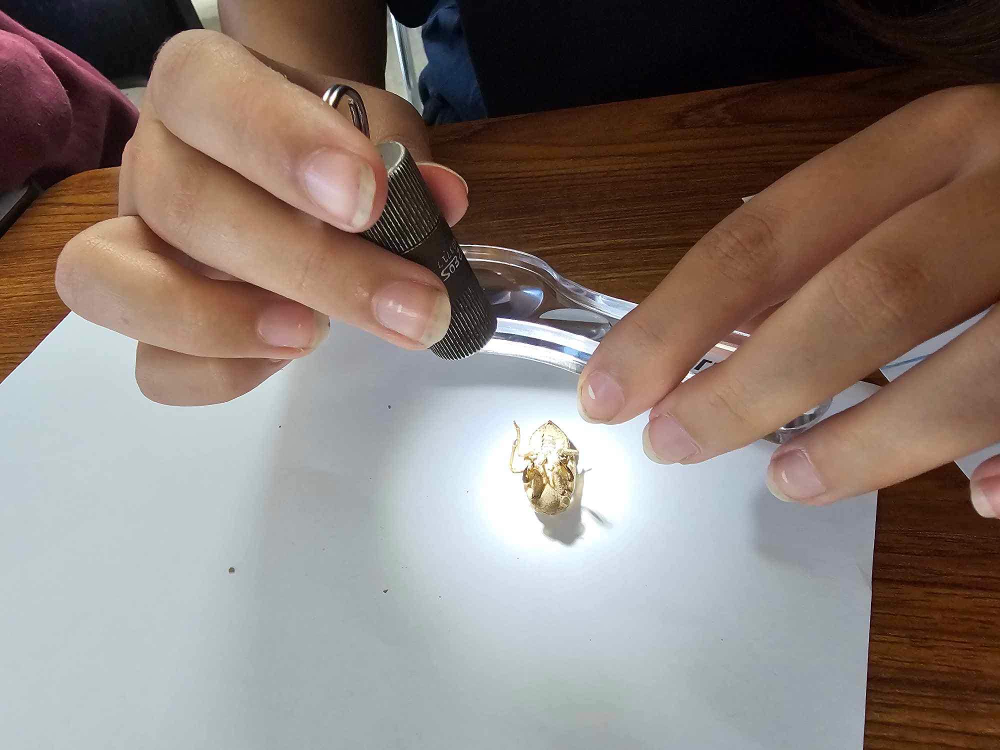 a student inspecting a cicada shell with a flashlight and a magnifying glass