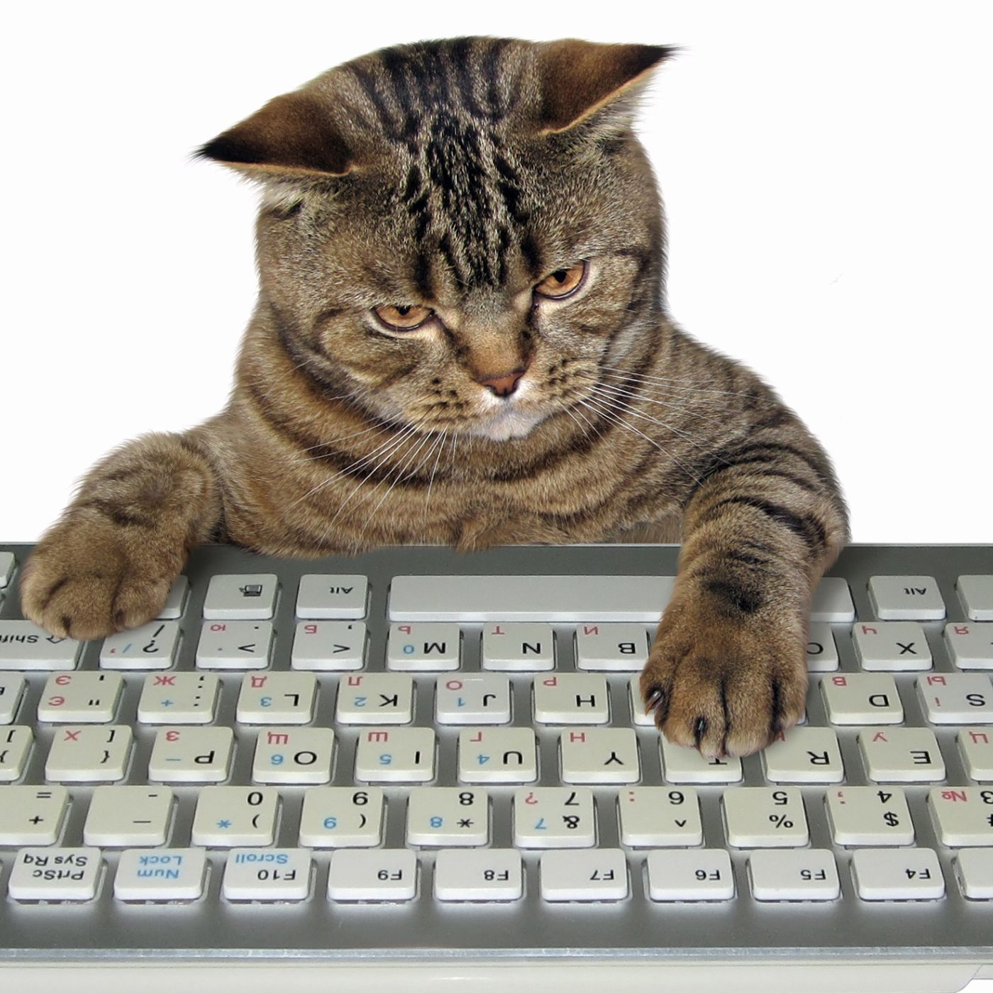 Cat using computer keyboard