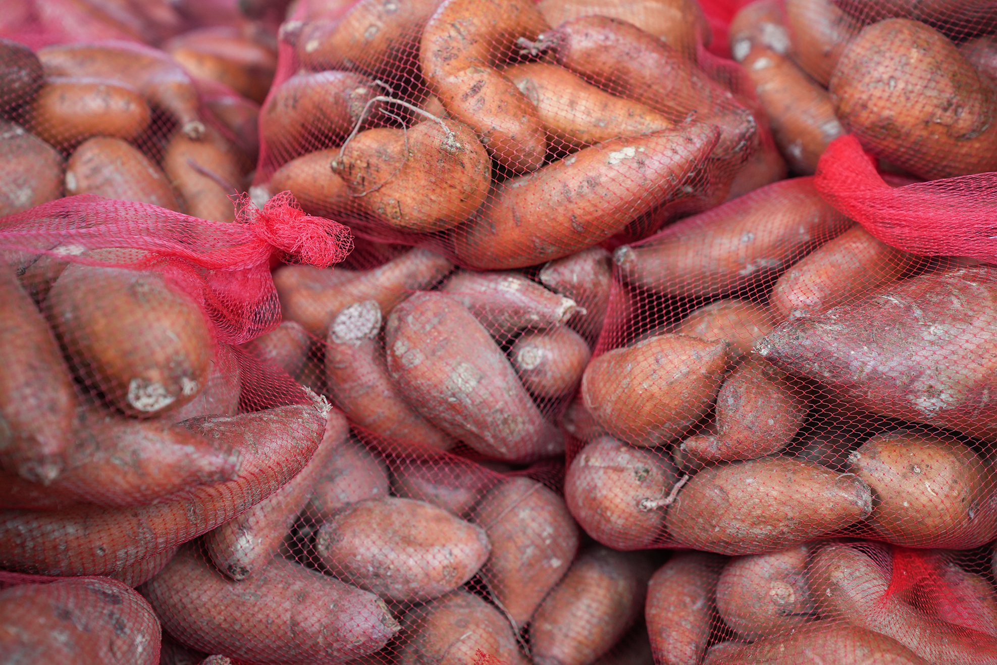 A close-up view of several sacks of sweet potatoes, some with visible dirt, held together by red mesh netting.