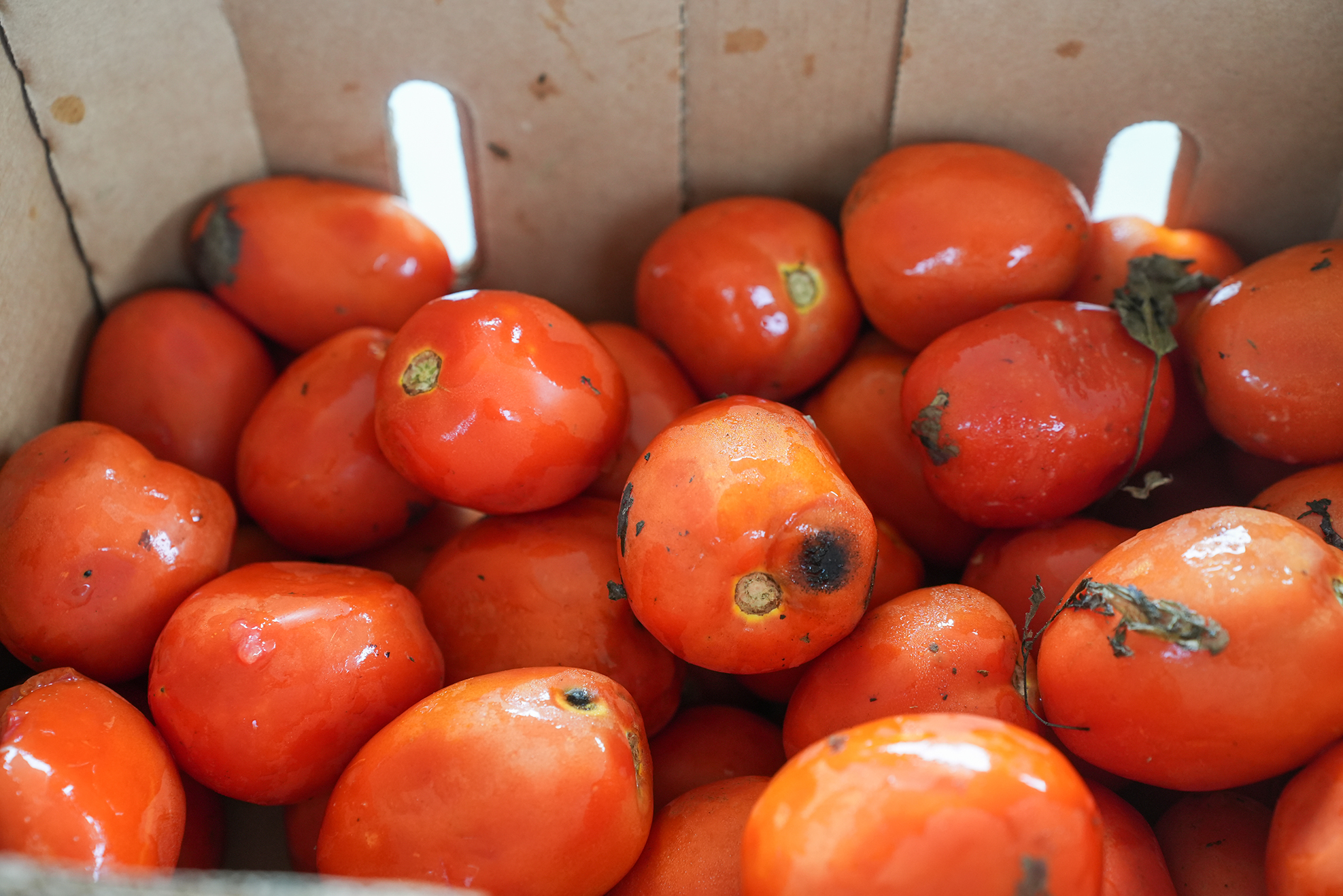 A box filled with round, red tomatoes, some with slight discolorations, against a plain background.