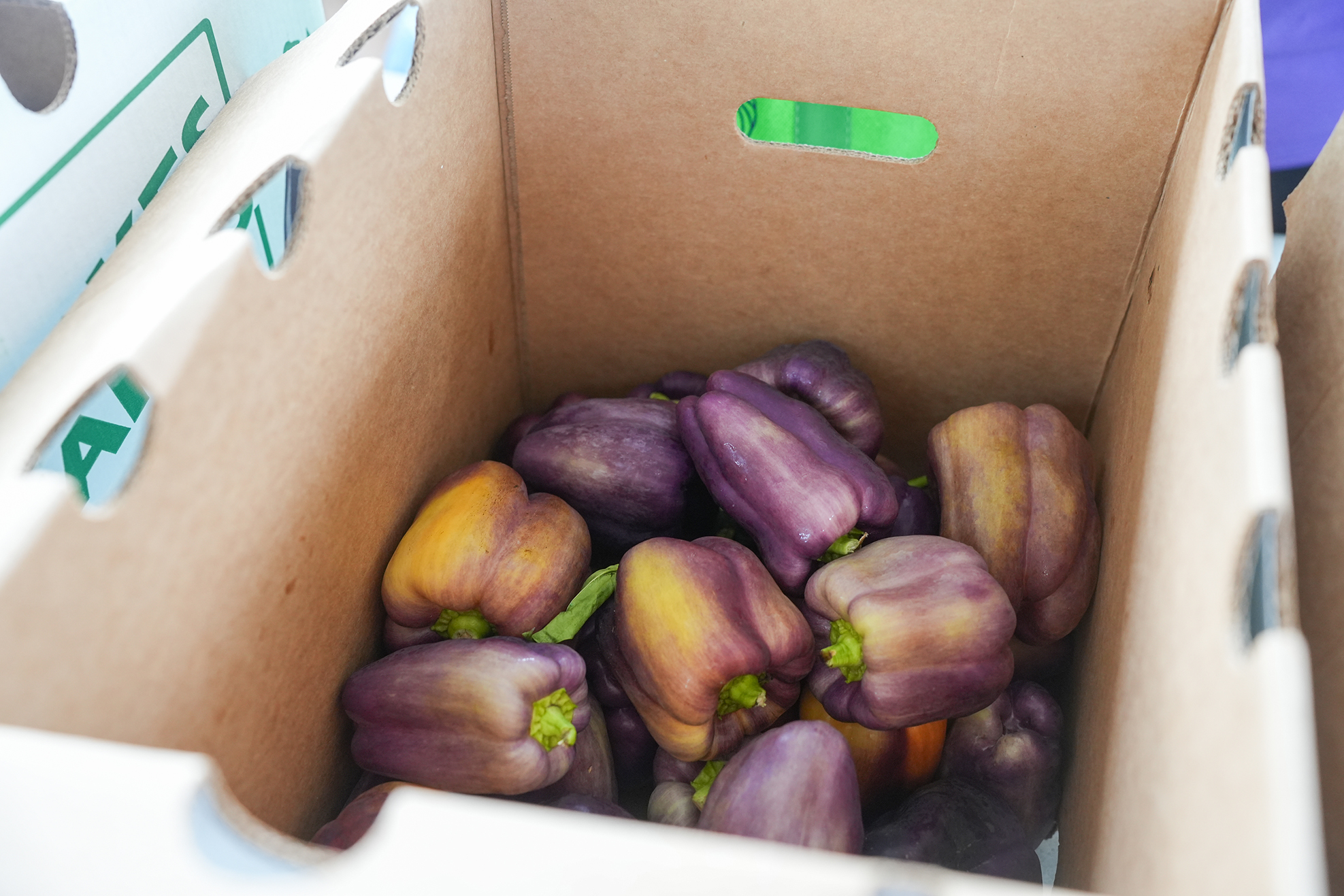 A box with a green handle holds many purple and yellow peppers. The box has holes for ventilation.