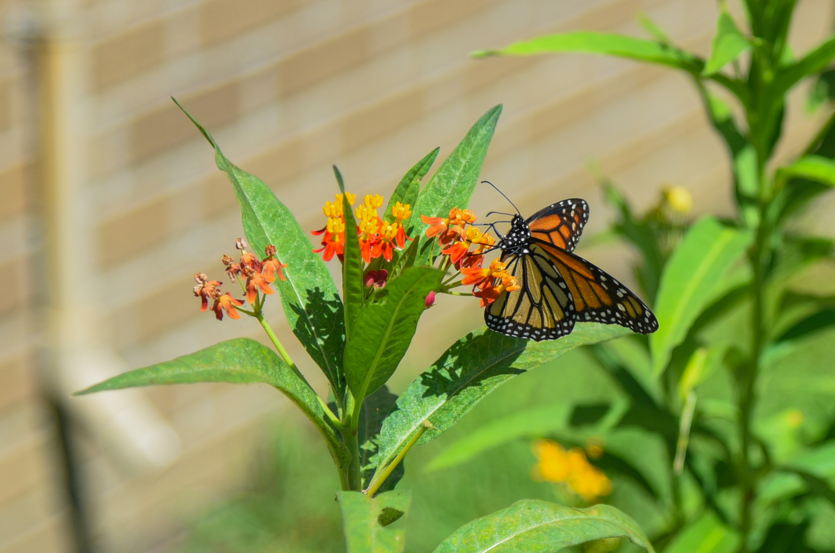 butterfly in garden