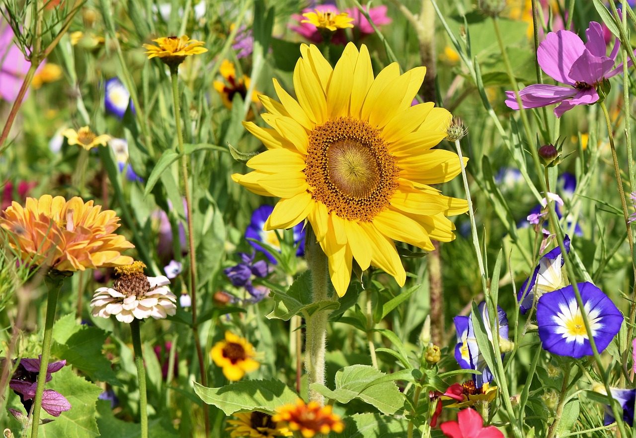 yellow flower surrounded by other wildflowers