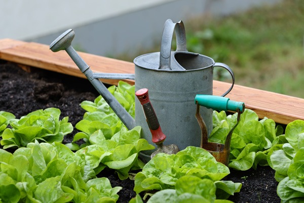 water can and gardening tools sitting in a raised planter bed with lettuce