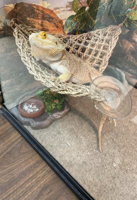 Professor Drago Horntail - orange bearded dragon