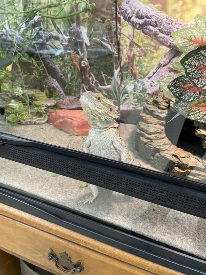 Ignatius "Iggy" Ironbelly - gray bearded dragon