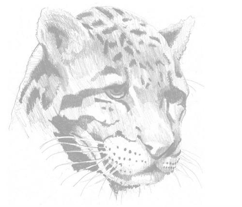 leopard