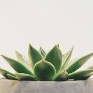succulent in a pot
