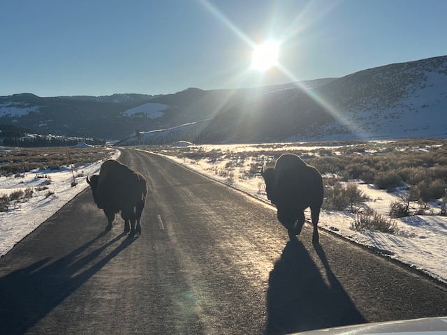 Yellowstone traffic jam!