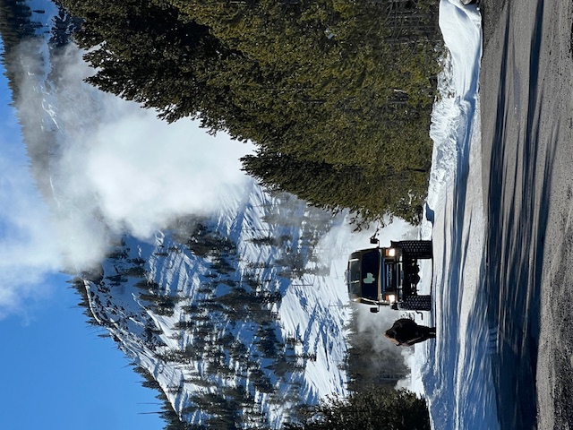 Bison v. Bus