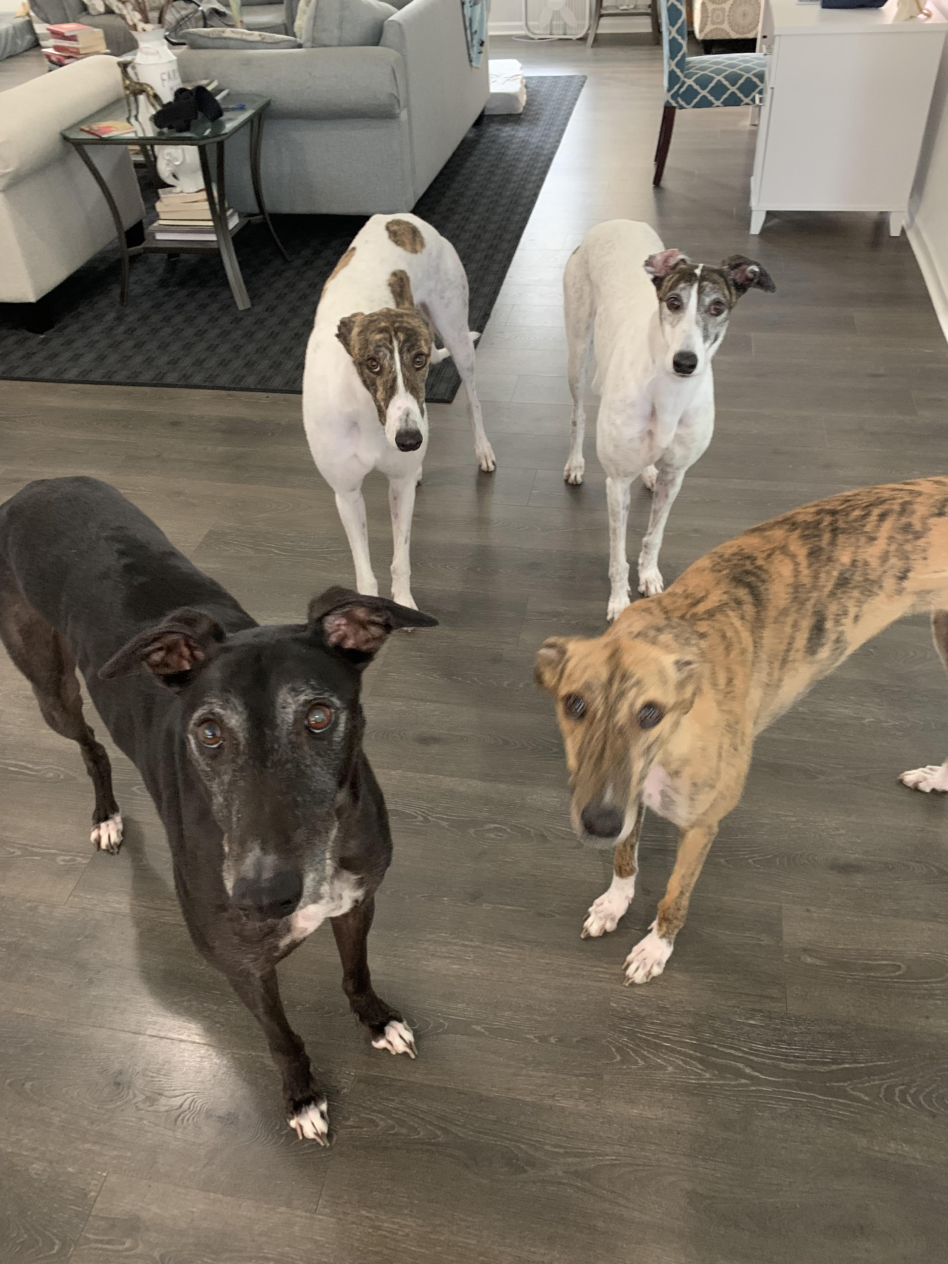 Greyhounds