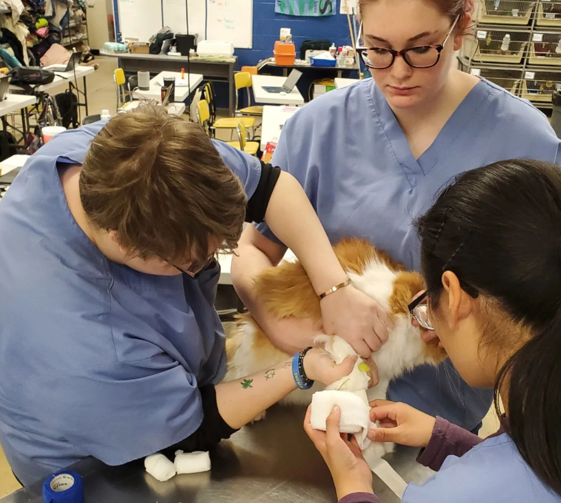 3 veterinaries performing surgery on an animal