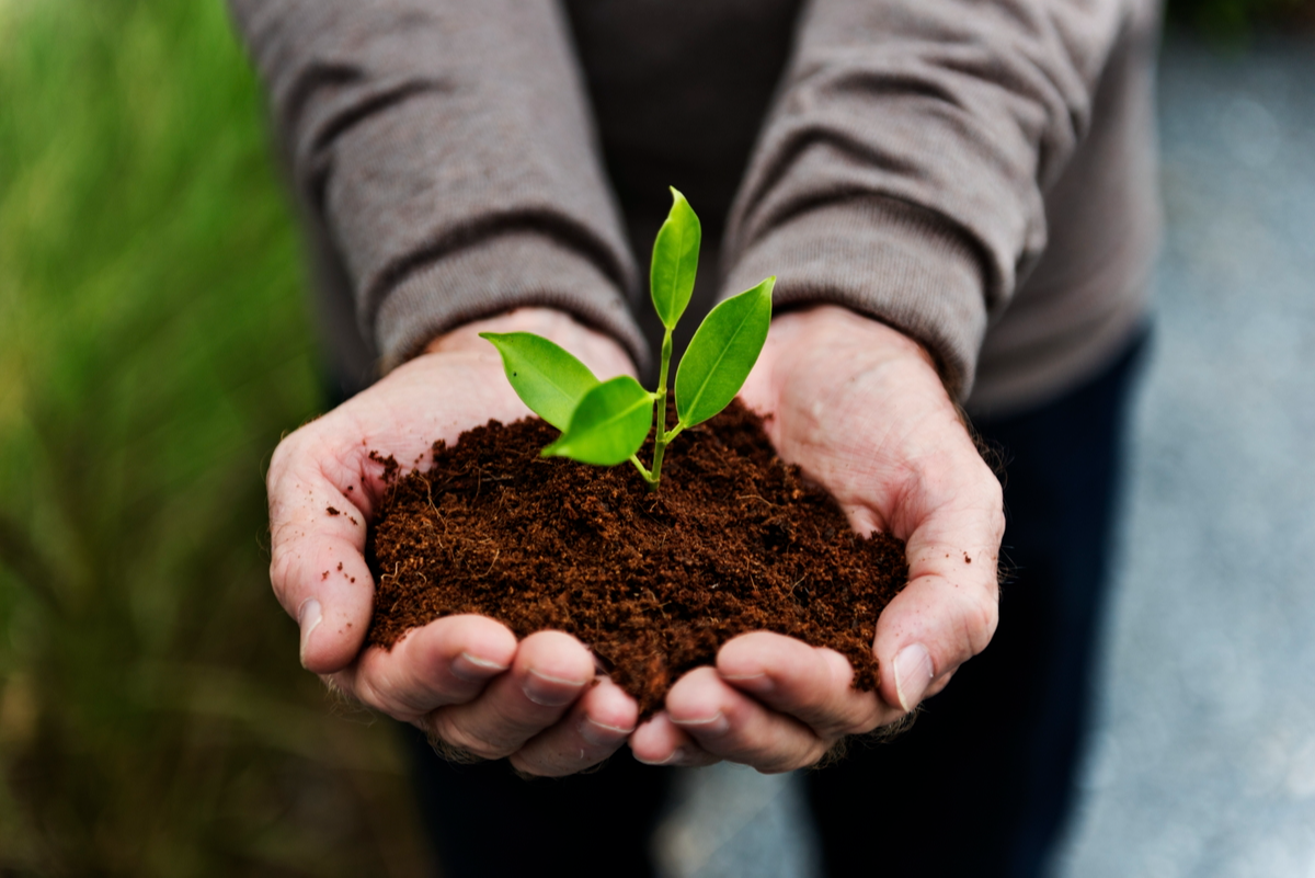 Person showing plant