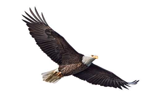 eagle soaring