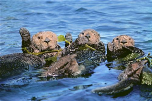 3 otters swimming and waving