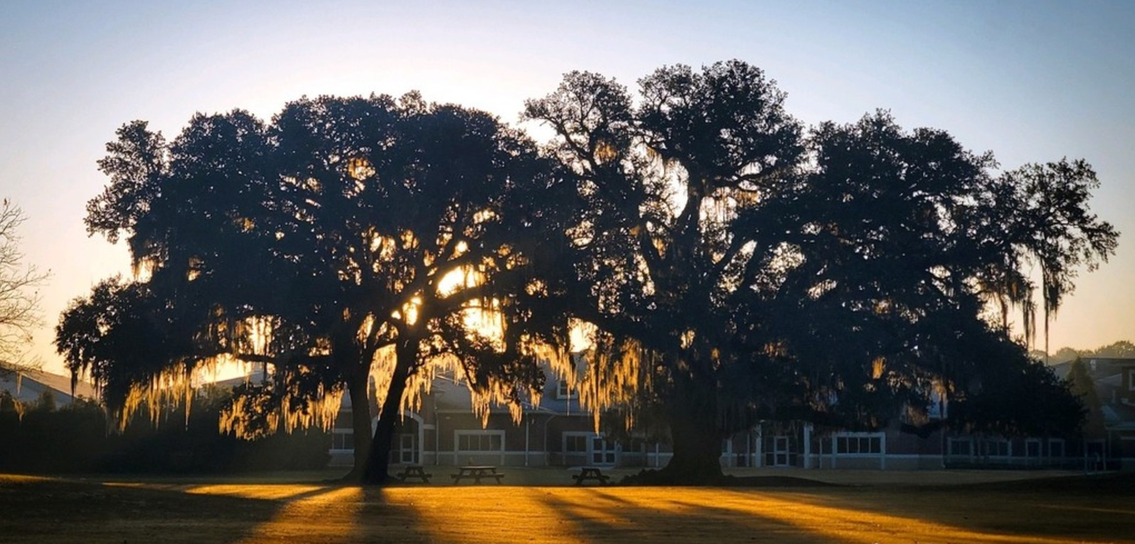 CCSS Trees