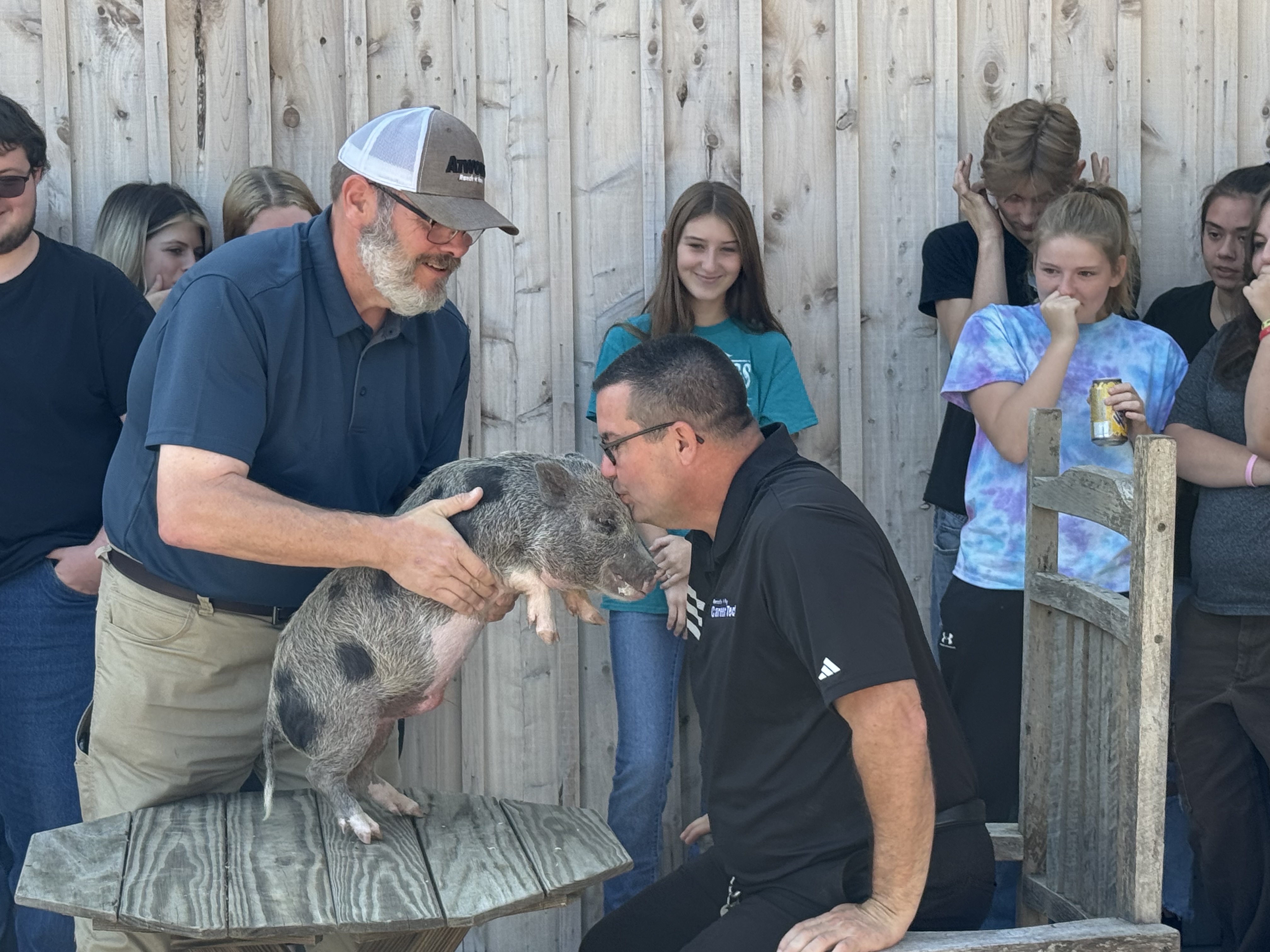 Kissing pig