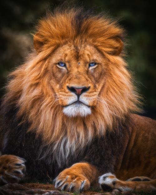 lion