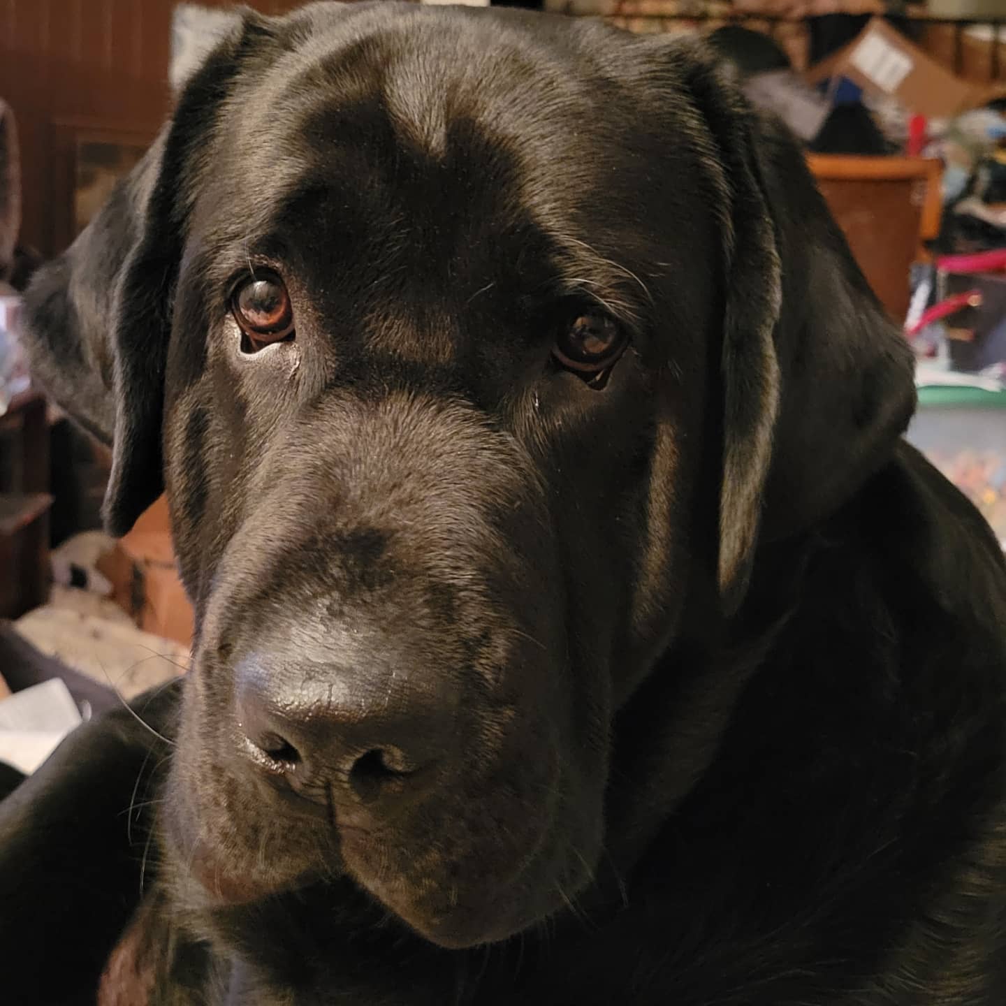 Odin Certified Therapy Dog KPSD Schools