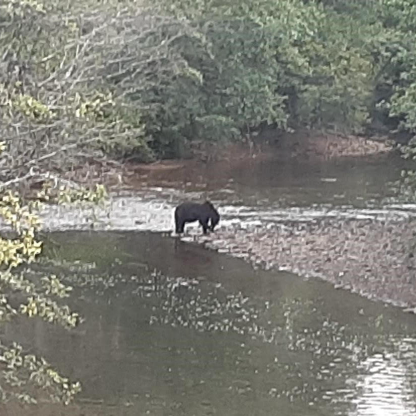 Bear eating salmon