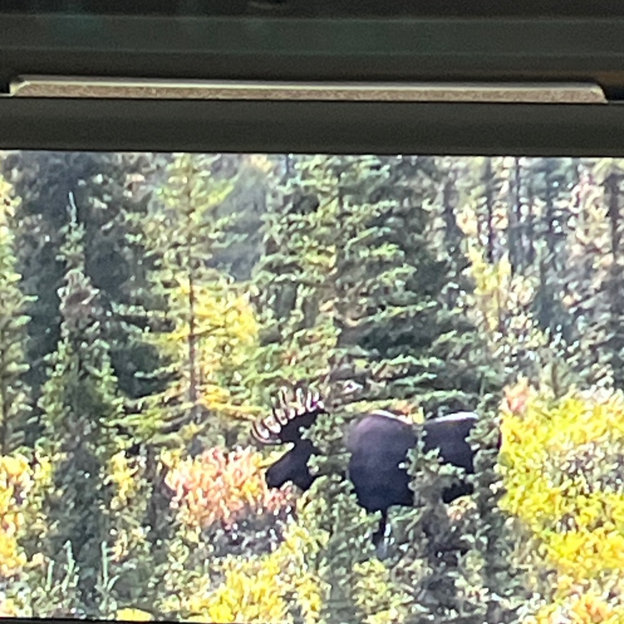 Bull Moose