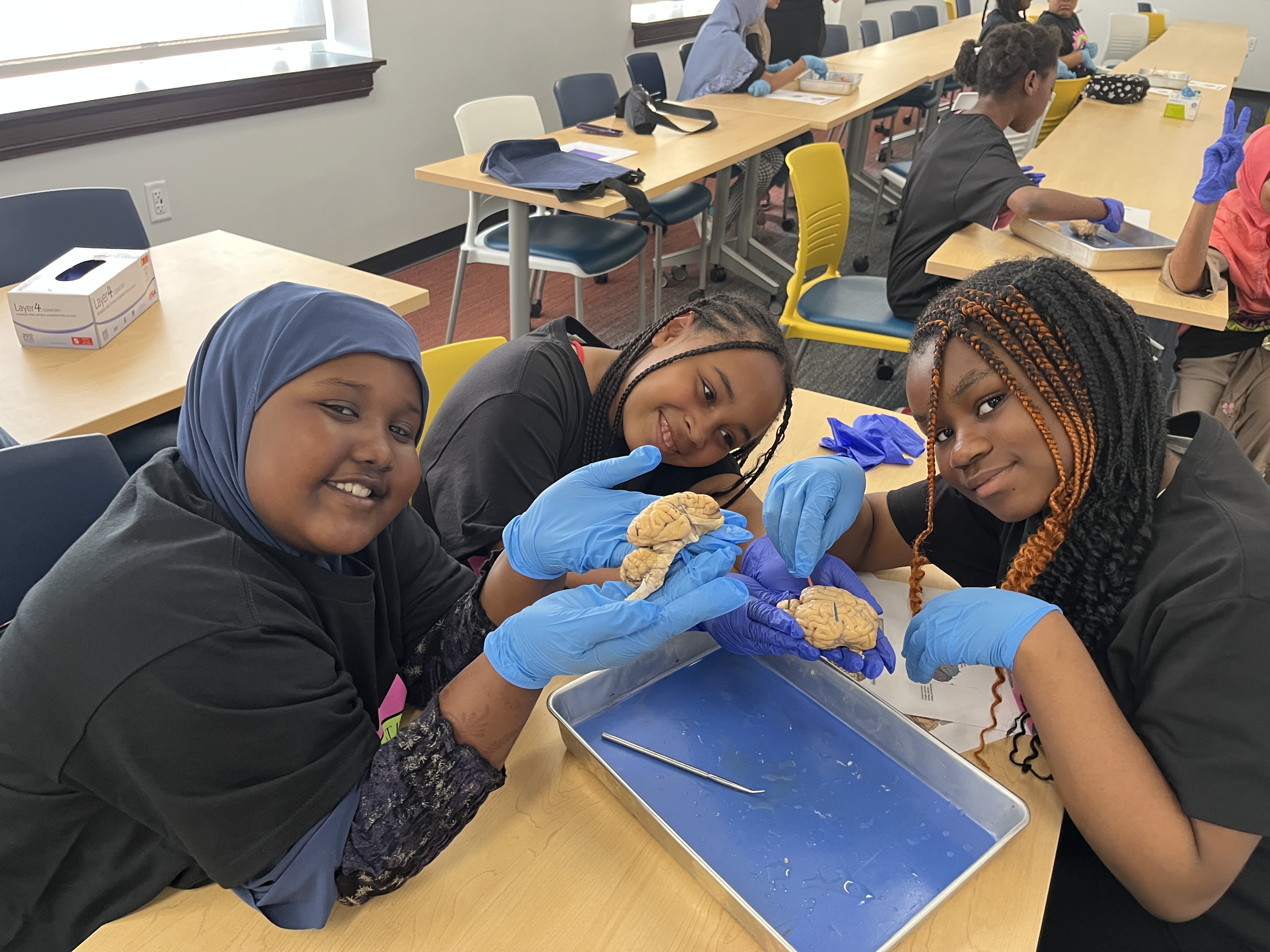 Girls disecting a sheep brain