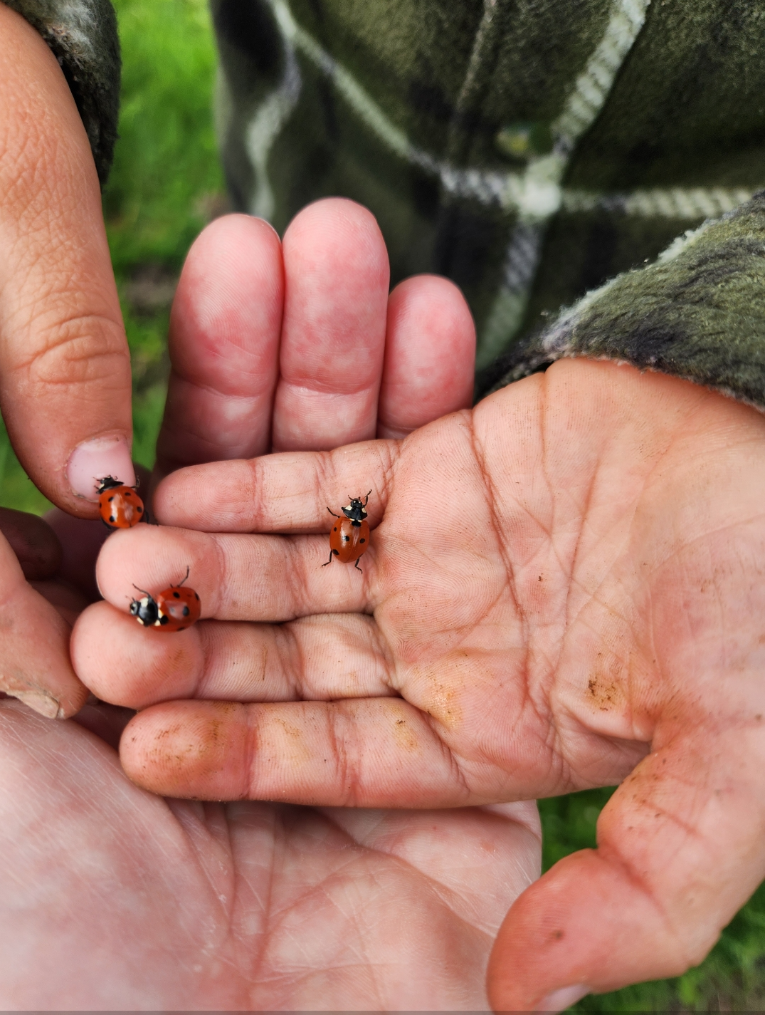 LIttle kids hands holding ladybugs