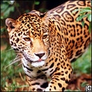 A photo of a jaguar.