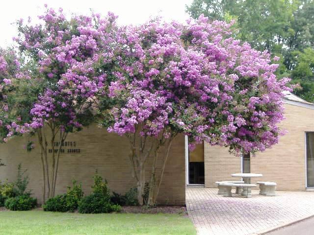Light beige brick building with two purple blooming crepe myrtle trees in front of it, a brick patio with a table and benches