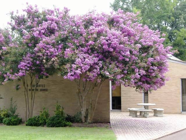 Light beige brick building with Town of Arlington Library sign on wall, with two pinky purple crepe myrtle trees in front of it