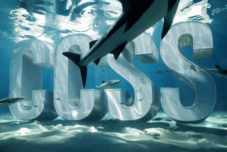 Shark Swimming through letter that say CCSS