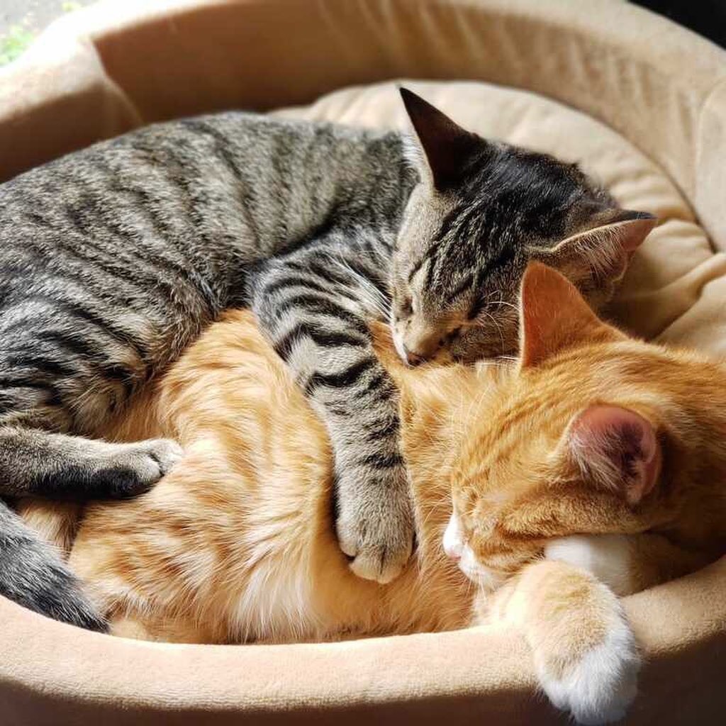 Three cats, two orange and one gray, curled up sleeping in a beige cat bed.