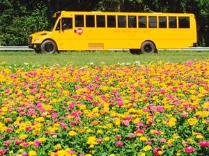 school bus in front of a field of yellow and pink flowers