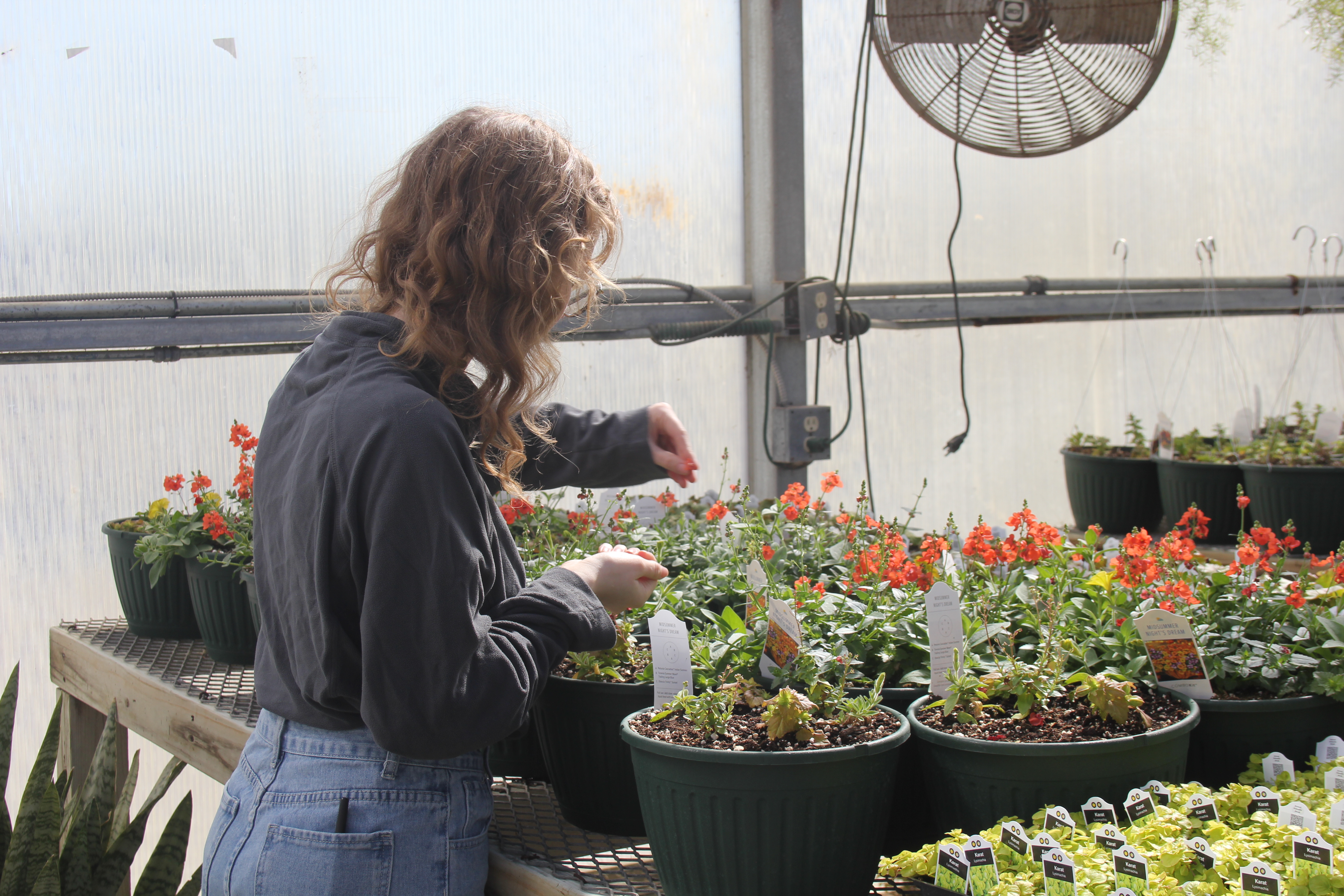 a student with her back to the camera, planting seeds in a flower-filled greenhouse